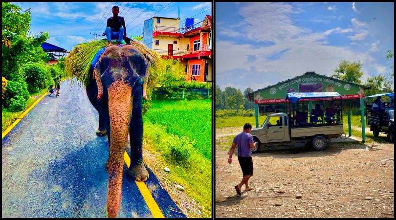 Split image showing jeep safari and elephant ride experiences in Chitwan National Park.