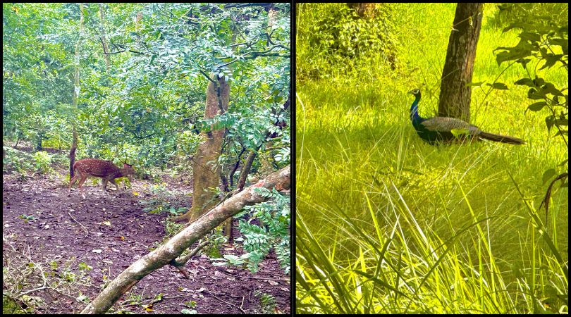Peacock and deer spotted amidst lush greenery during Chitwan Jungle Safari.