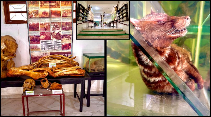 Wildlife Display Centre showing preserved animals and conservation exhibits in Chitwan, Nepal.