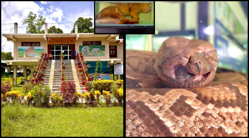Split image showing entrance of Wildlife Display & Information Centre in Sauraha and preserved animals inside