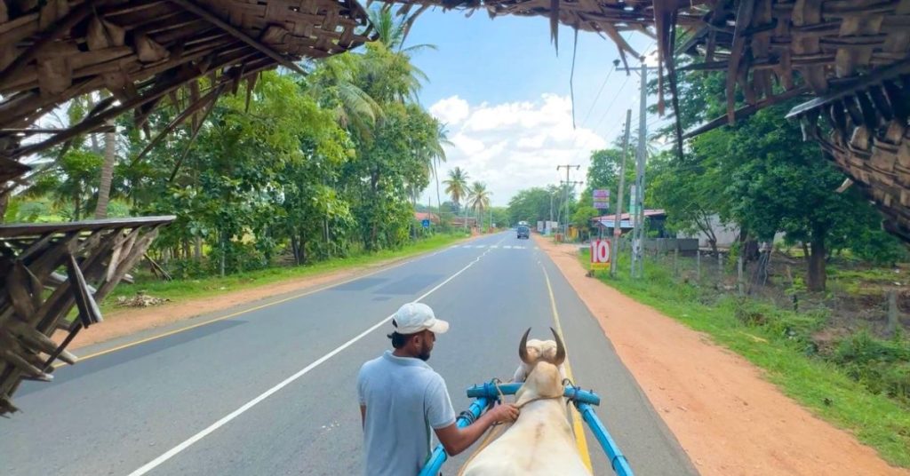 Front view of a traditional bullock cart ready for Hiriwadunna village tour in rural Sri Lanka.