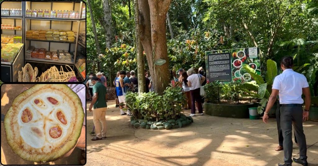 Split image of Sri Lankan government spice and herbal shop interior, fresh herbal produce, and exterior storefront.